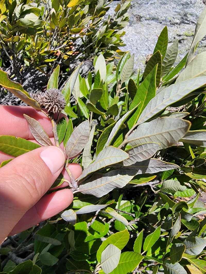 Notholithocarpus densiflorus var. echinoides photo 7