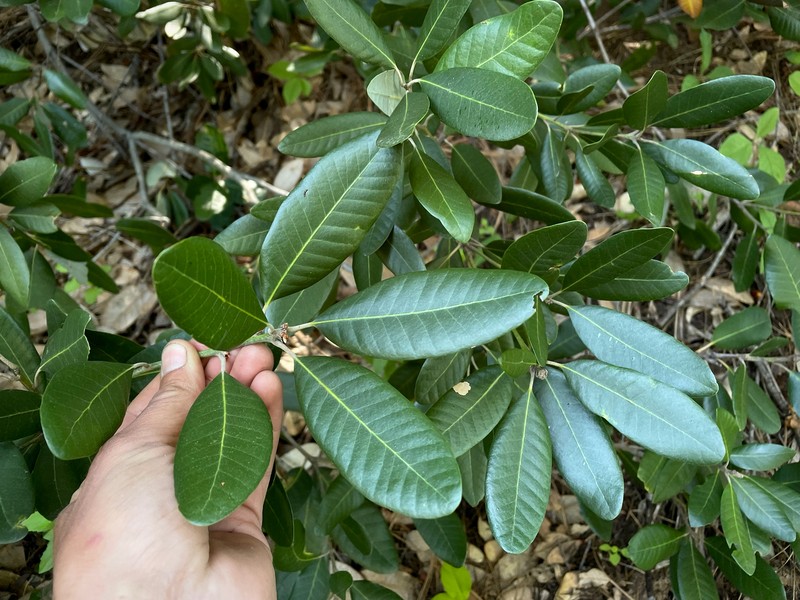 Notholithocarpus densiflorus var. echinoides photo 8