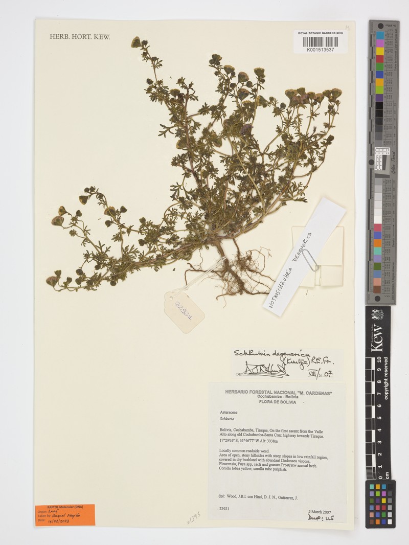 Nothoschkuhria degenerica