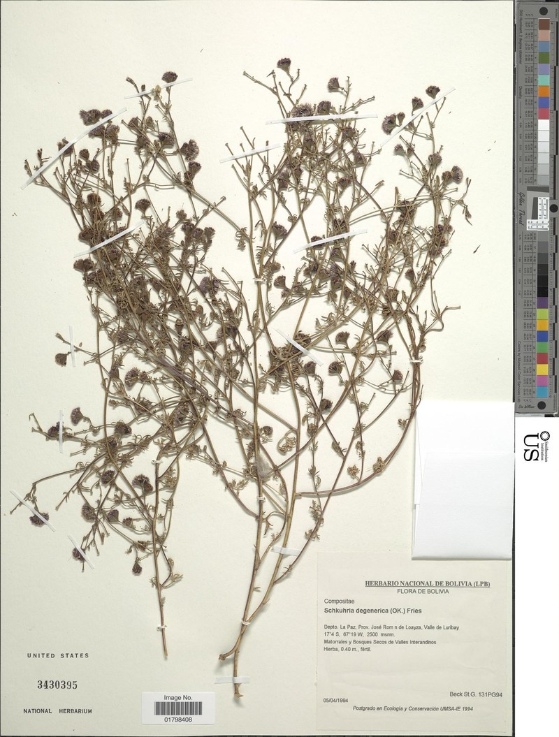 Nothoschkuhria degenerica photo 2