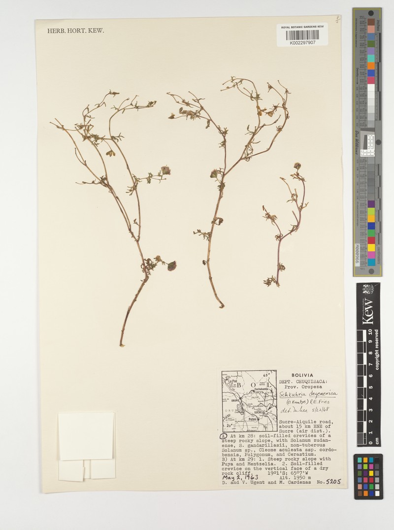 Nothoschkuhria degenerica photo 3