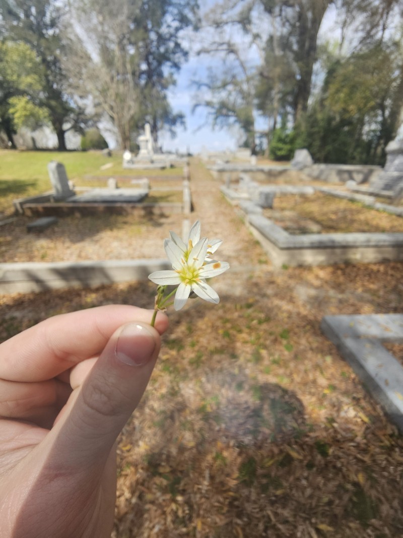 Texas False Garlic
