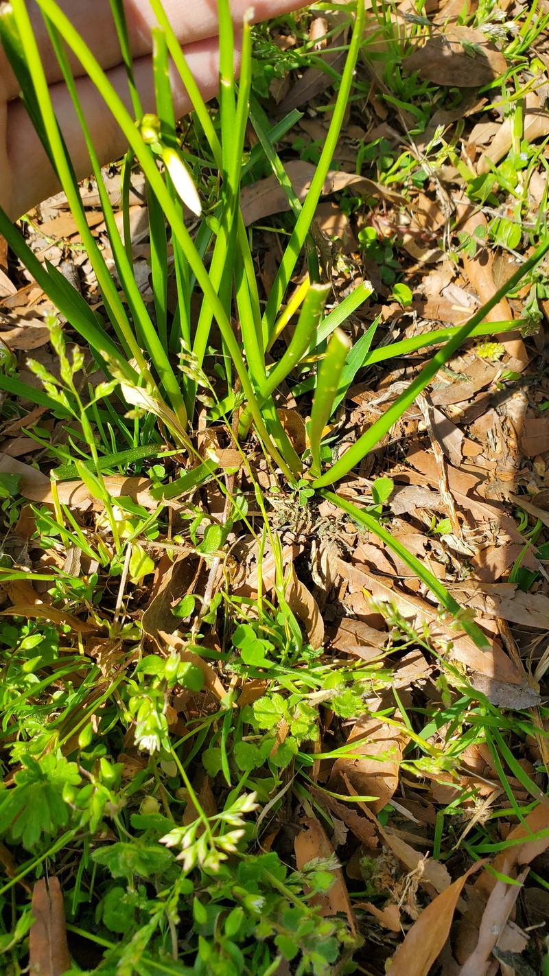 Texas False Garlic photo 2