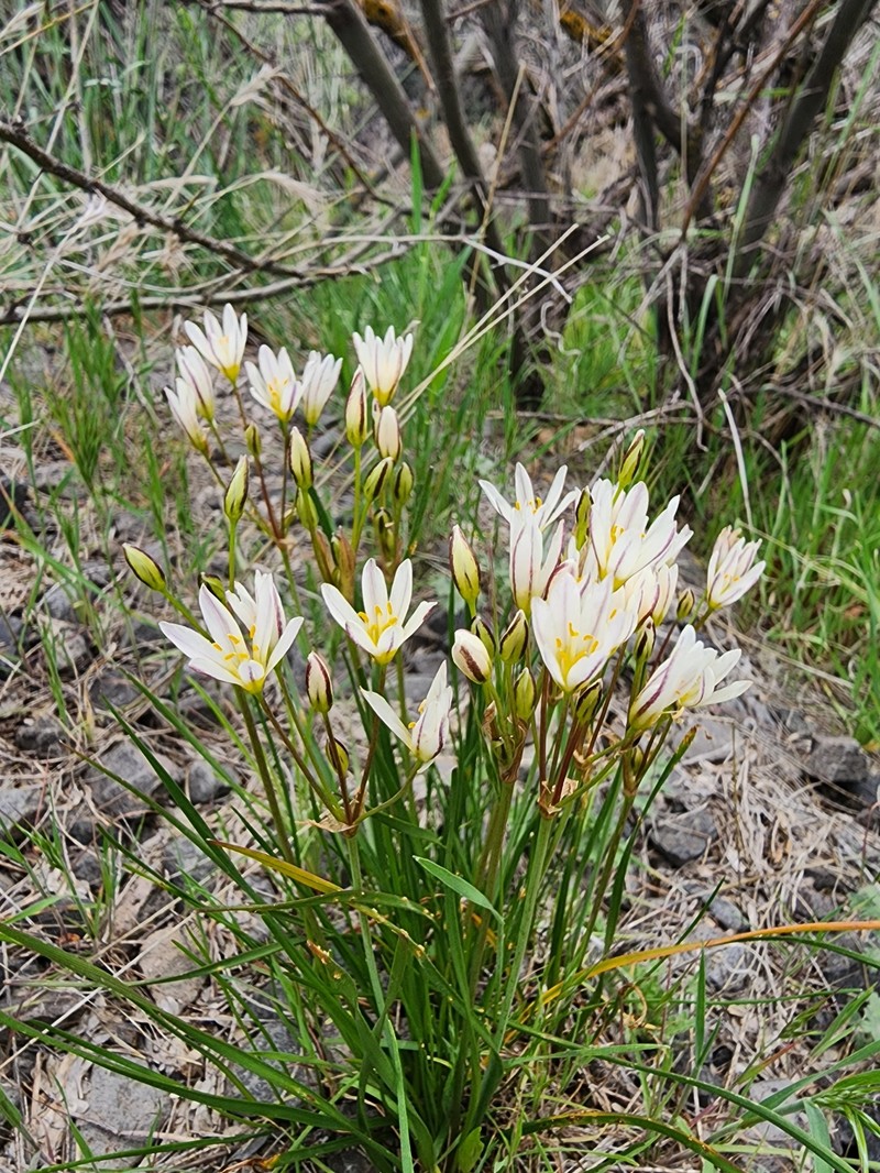 Texas False Garlic photo 3