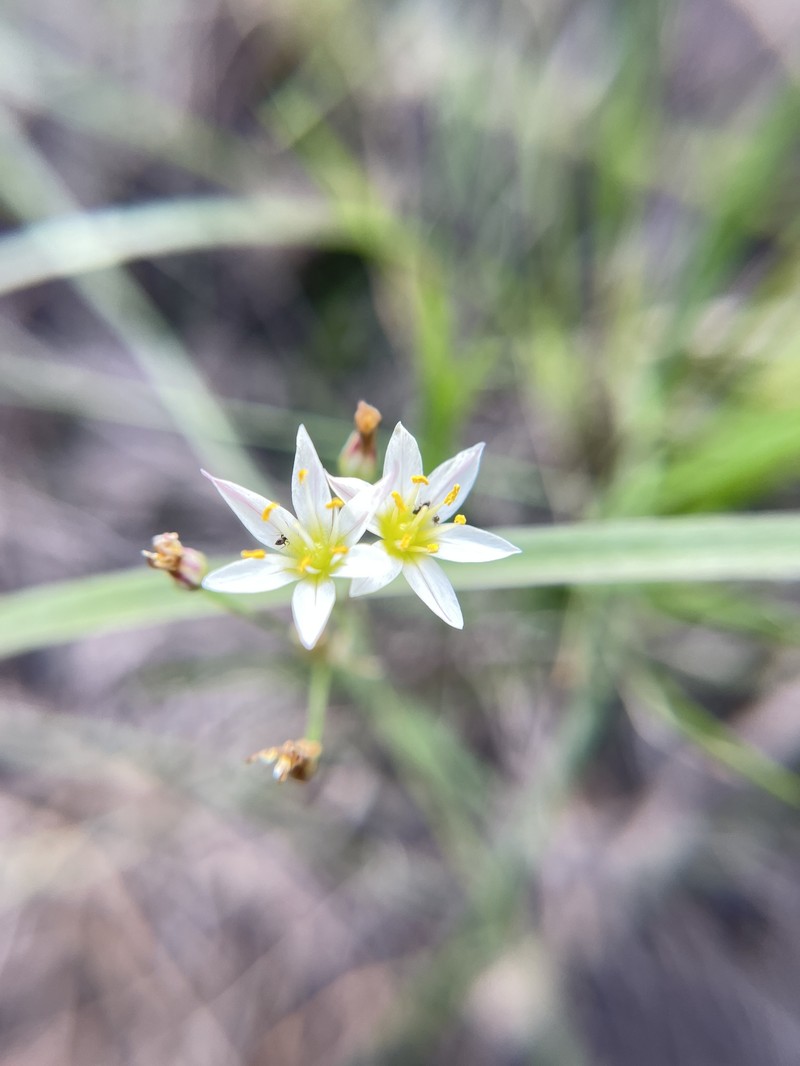 Texas False Garlic photo 4