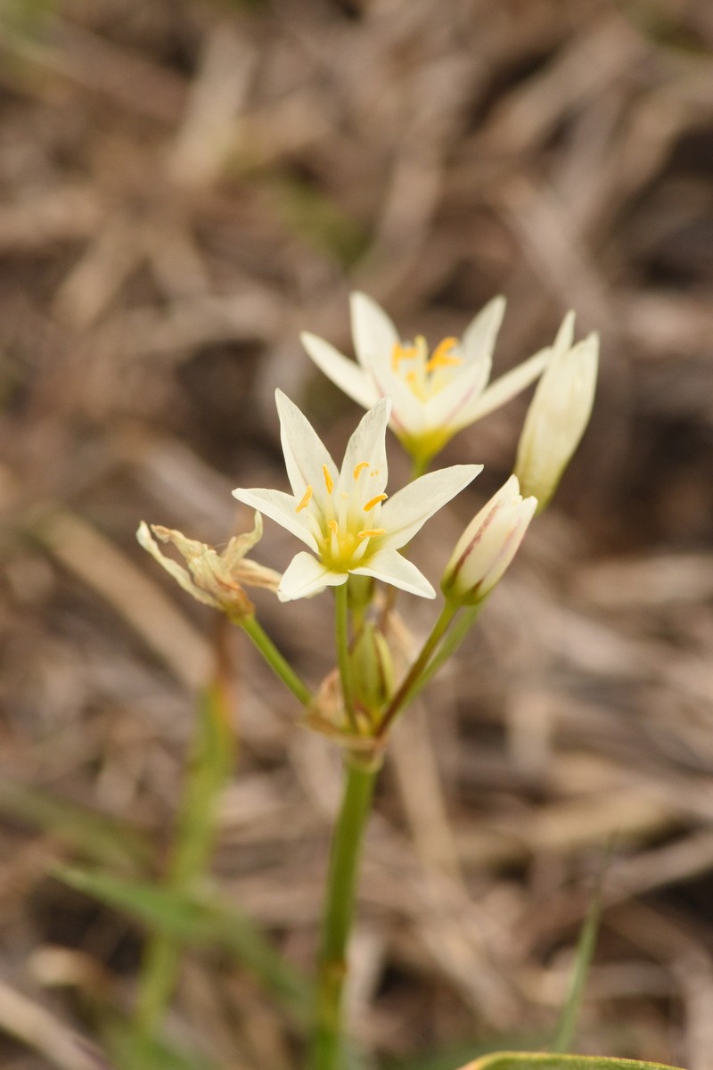 Texas False Garlic photo 5