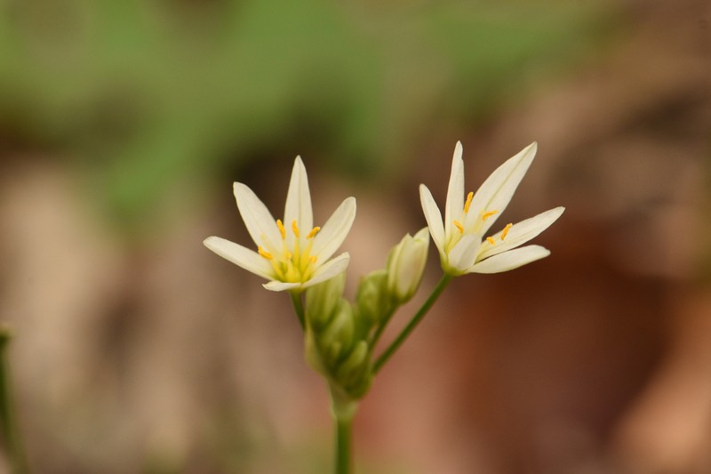 Texas False Garlic photo 6