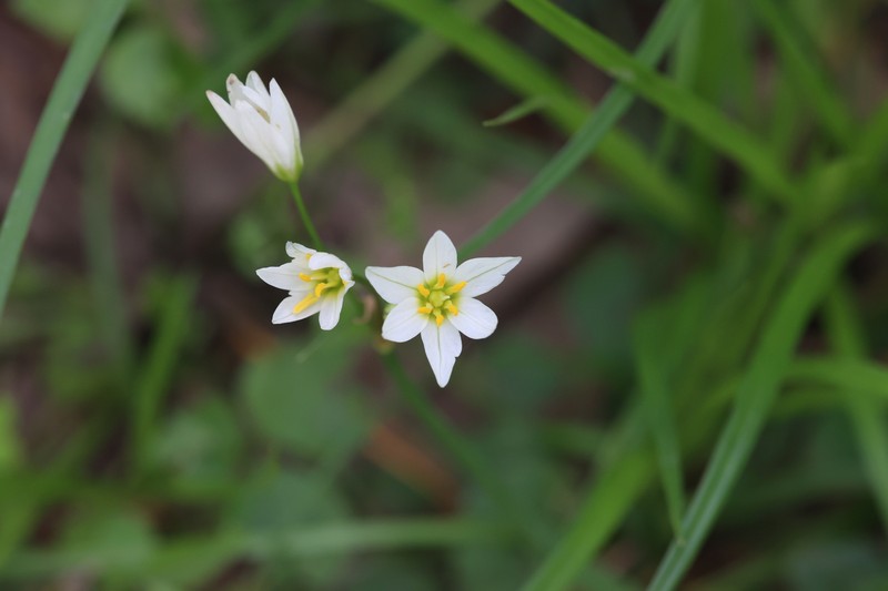 Texas False Garlic photo 7