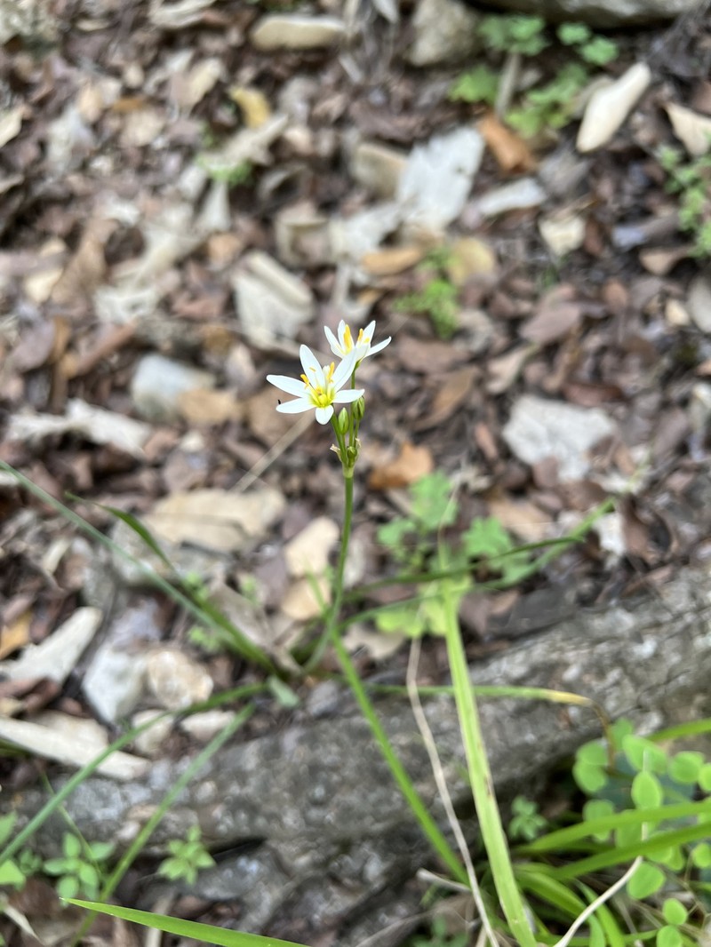 Texas False Garlic photo 8