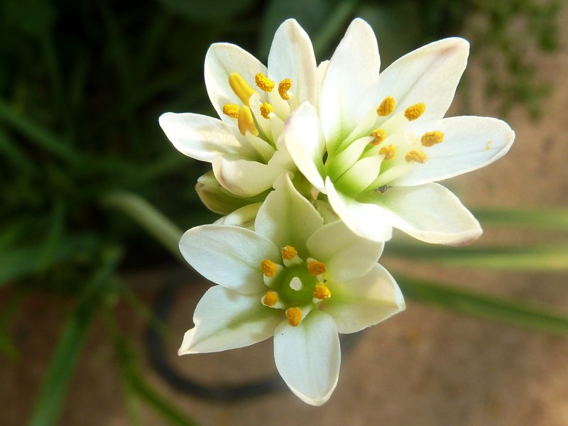 Fragrant False Garlic