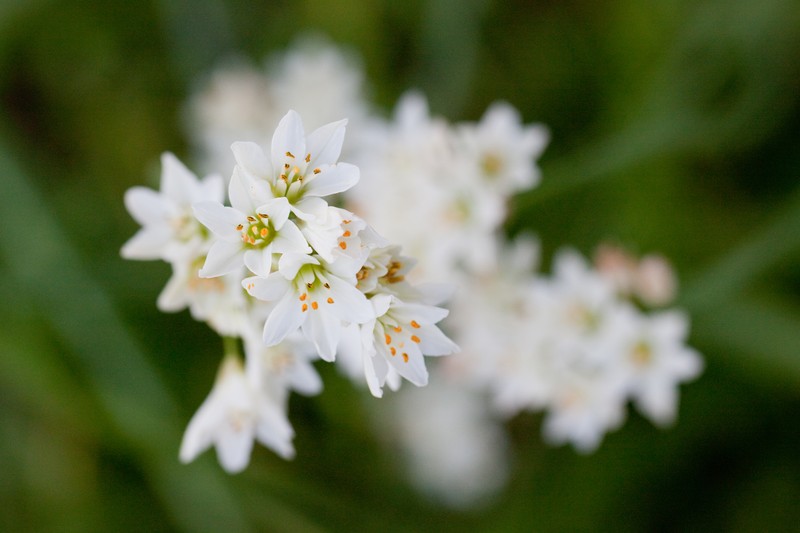 Slender False Garlic photo 5