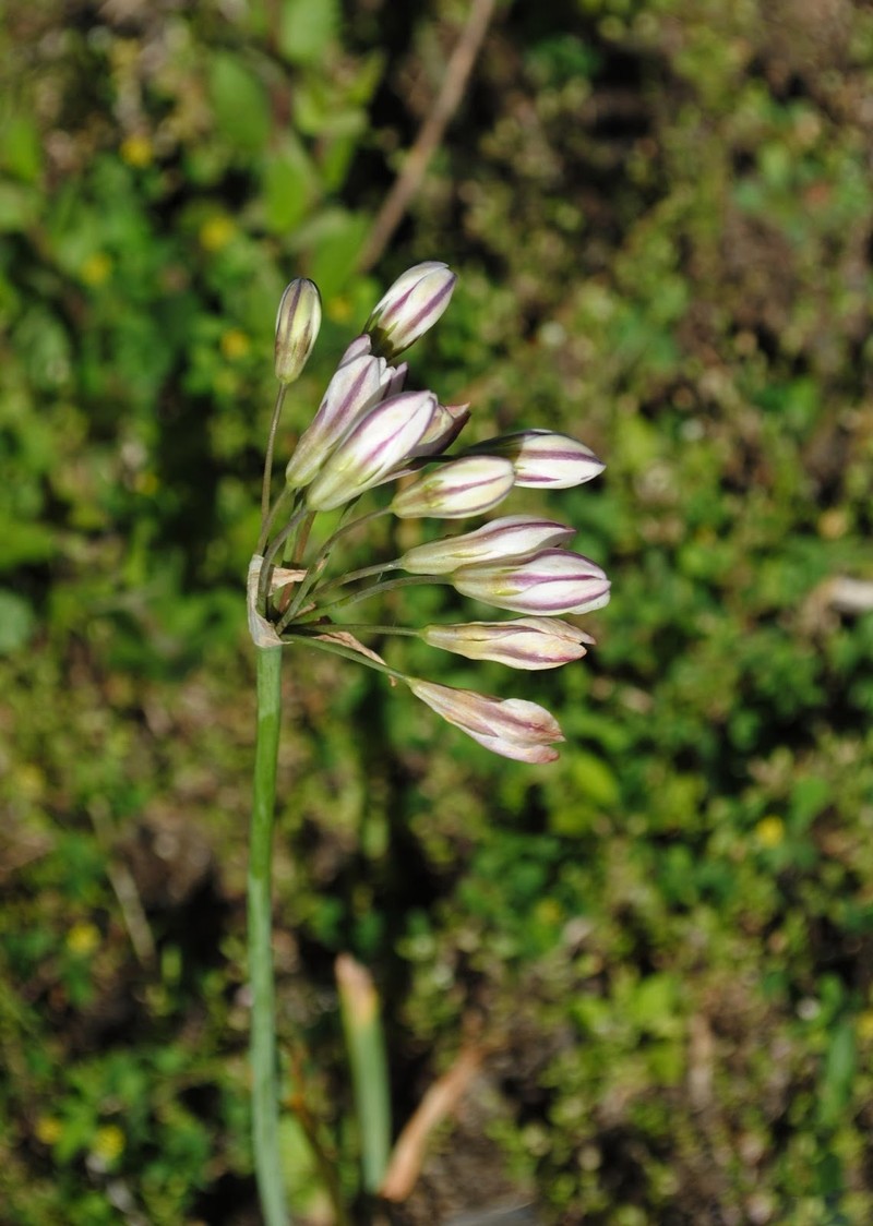 Slender False Garlic photo 6