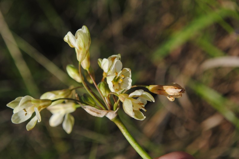 Slender False Garlic photo 2