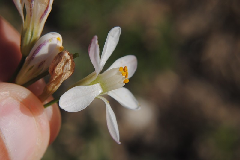 Slender False Garlic photo 3