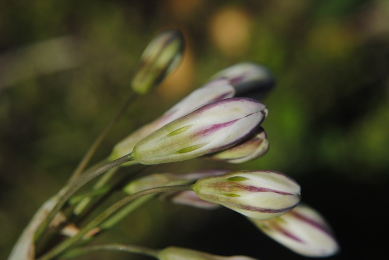 Slender False Garlic photo 4