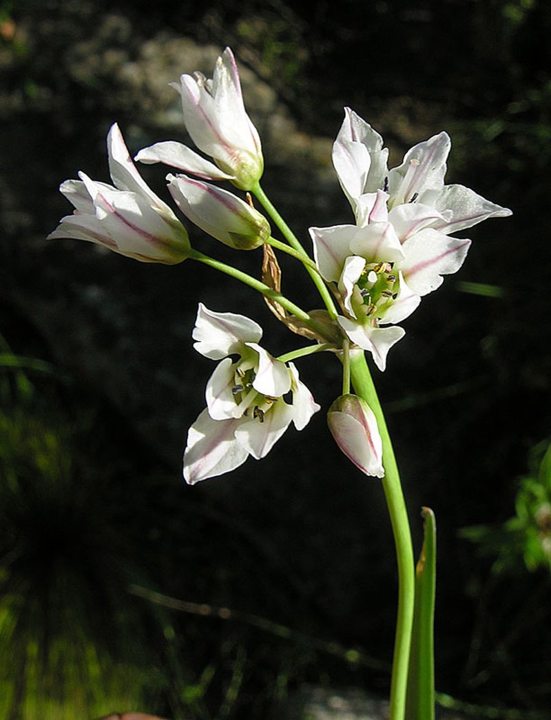 Slender False Garlic