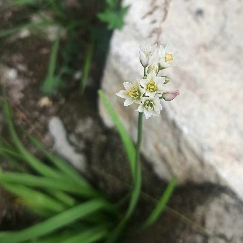 Slender False Garlic photo 7