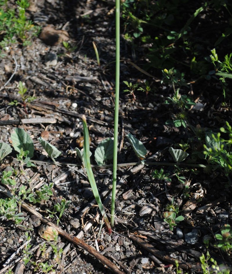 Slender False Garlic photo 8