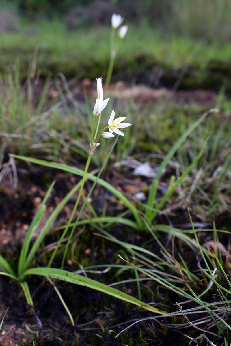 Nothoscordum itapetinga