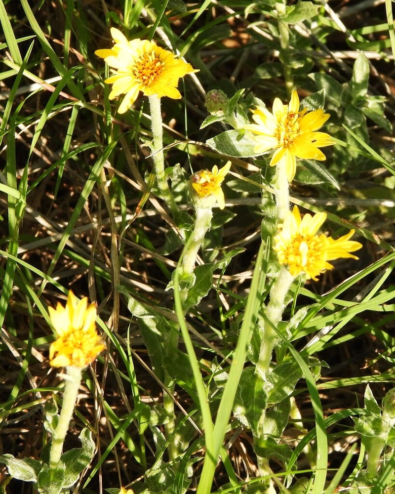Noticastrum acuminatum