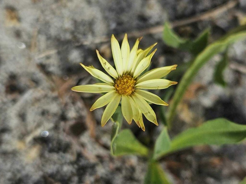 Noticastrum acuminatum photo 2
