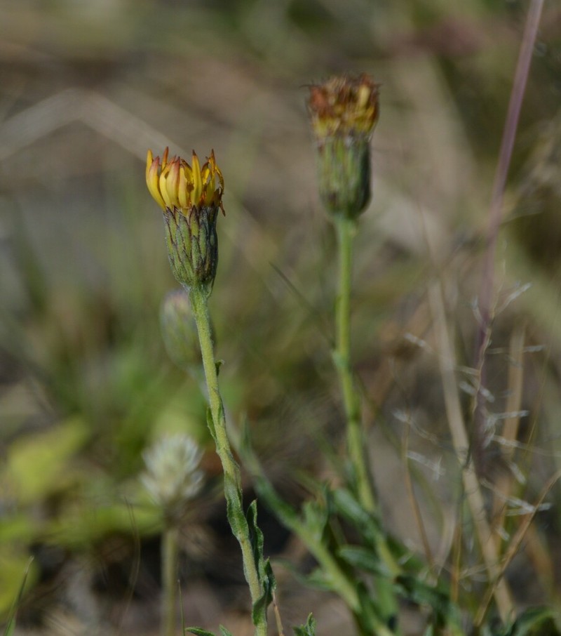 Noticastrum acuminatum photo 6