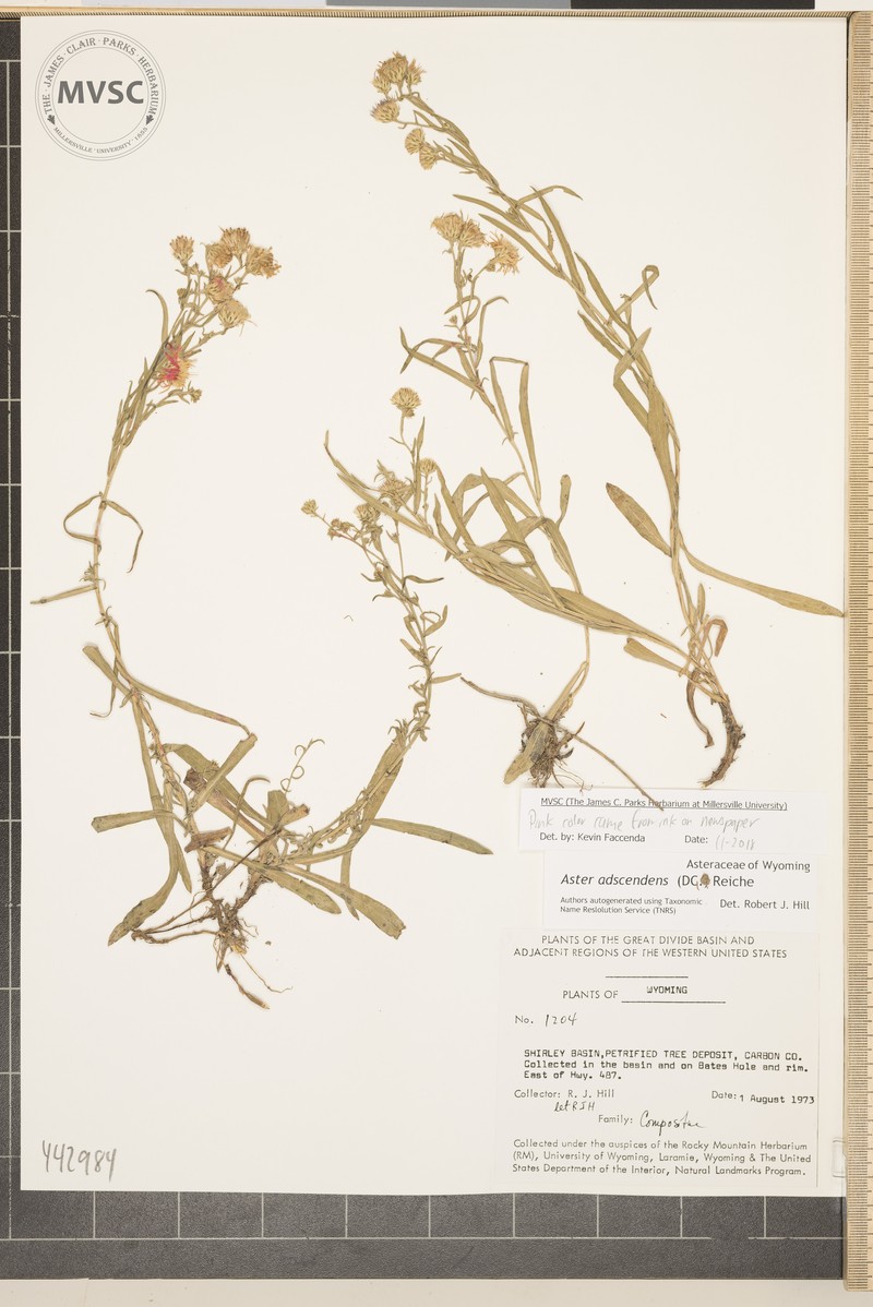 Noticastrum adscendens photo 2