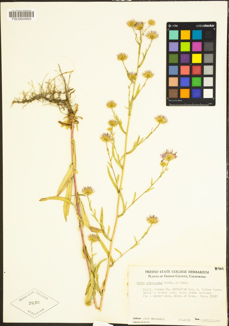 Noticastrum adscendens photo 3
