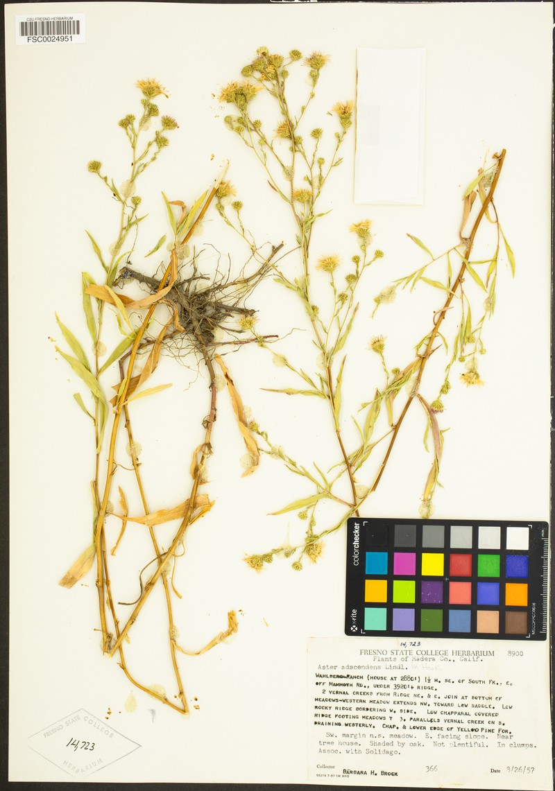 Noticastrum adscendens photo 4