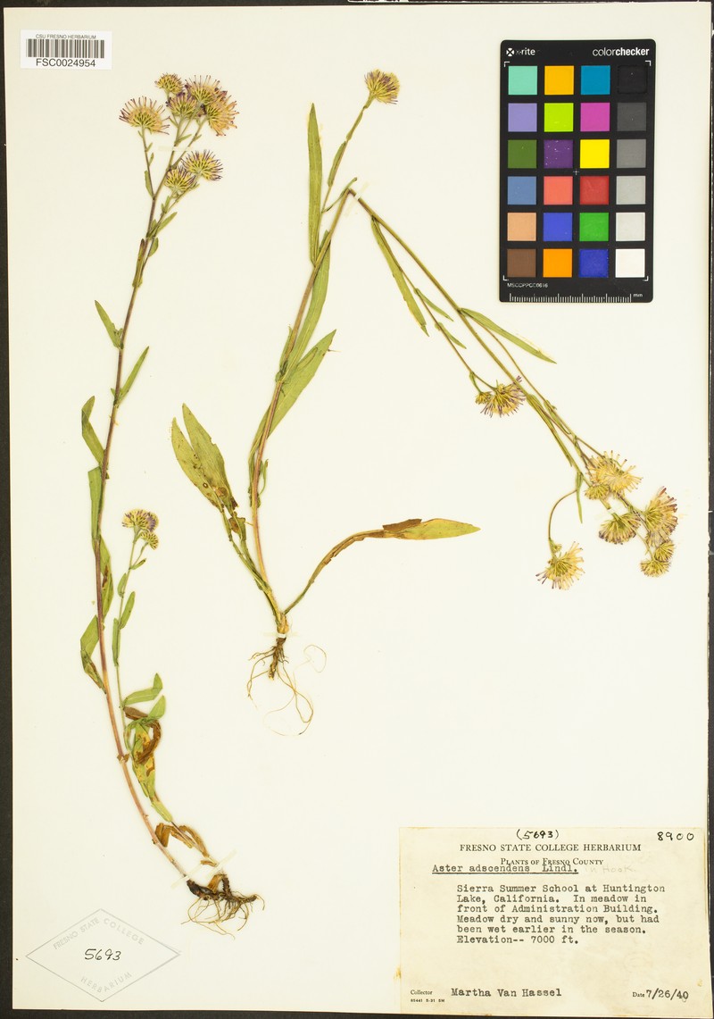 Noticastrum adscendens photo 5