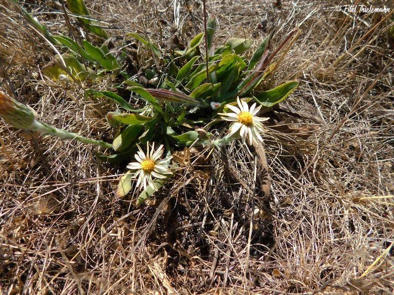 Noticastrum antucense