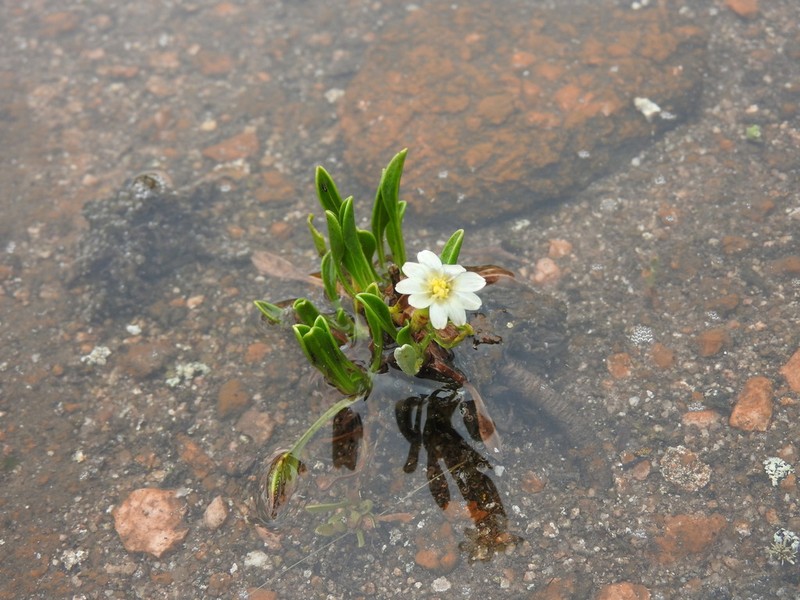 Noticastrum argenteum photo 2