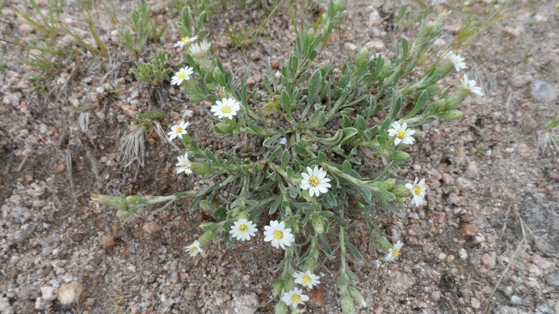 Noticastrum argenteum photo 3