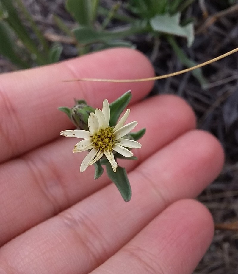 Noticastrum argenteum photo 4