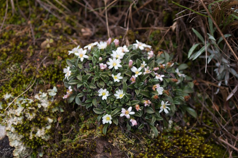 Noticastrum argenteum photo 5