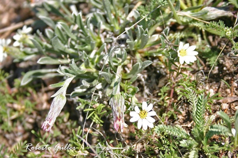 Noticastrum argenteum photo 6