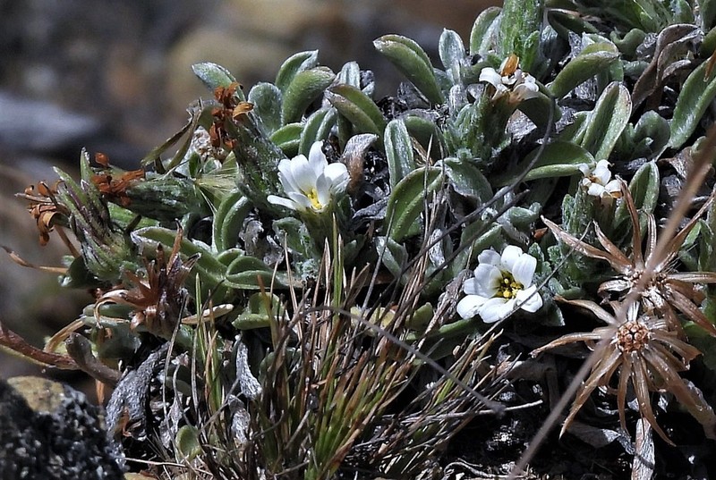 Noticastrum argenteum photo 7