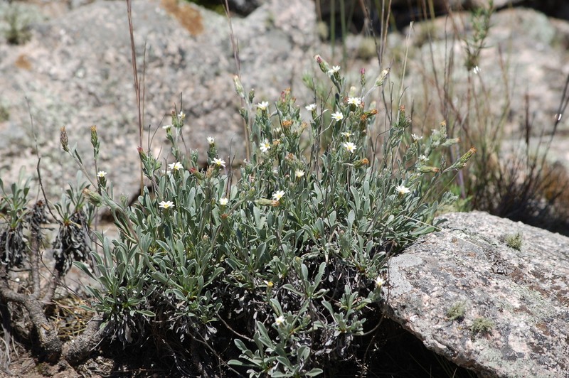Noticastrum argenteum photo 8