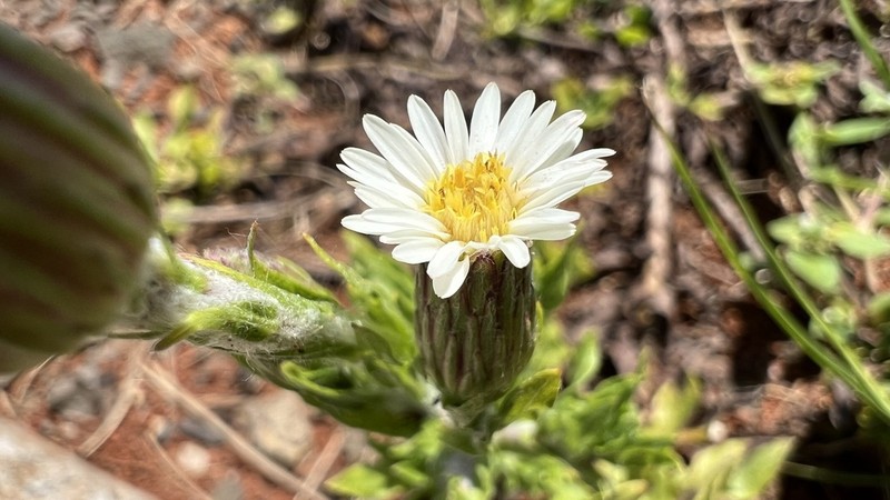 Noticastrum calvatum