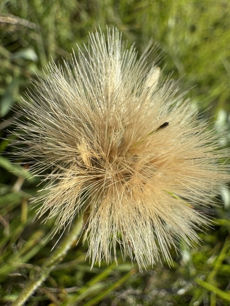 Noticastrum calvatum photo 3
