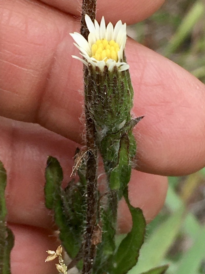 Noticastrum calvatum photo 4