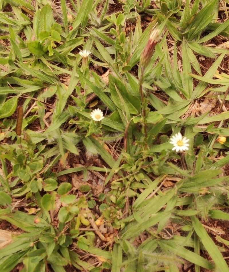 Noticastrum calvatum photo 5