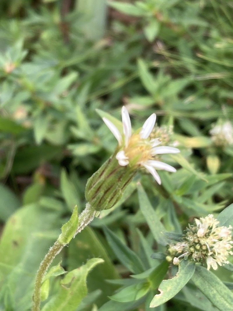 Noticastrum calvatum photo 6