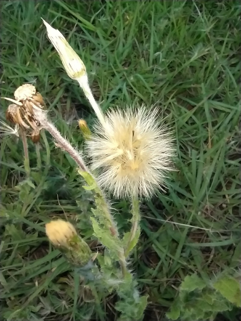 Noticastrum calvatum photo 7