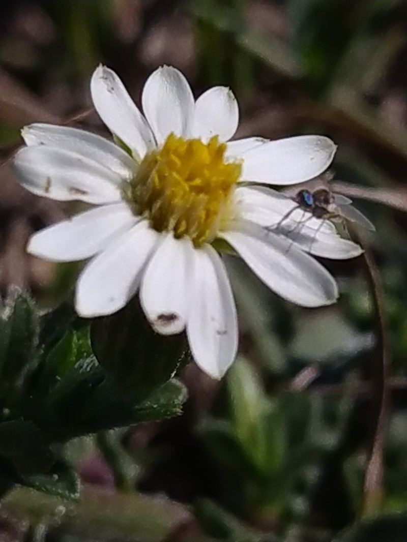 Noticastrum calvatum photo 8