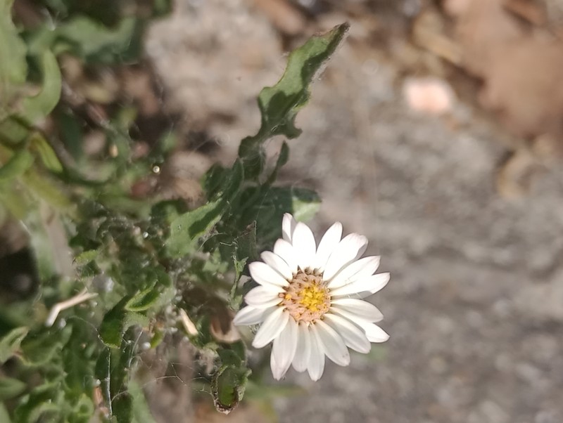 Noticastrum diffusum photo 3