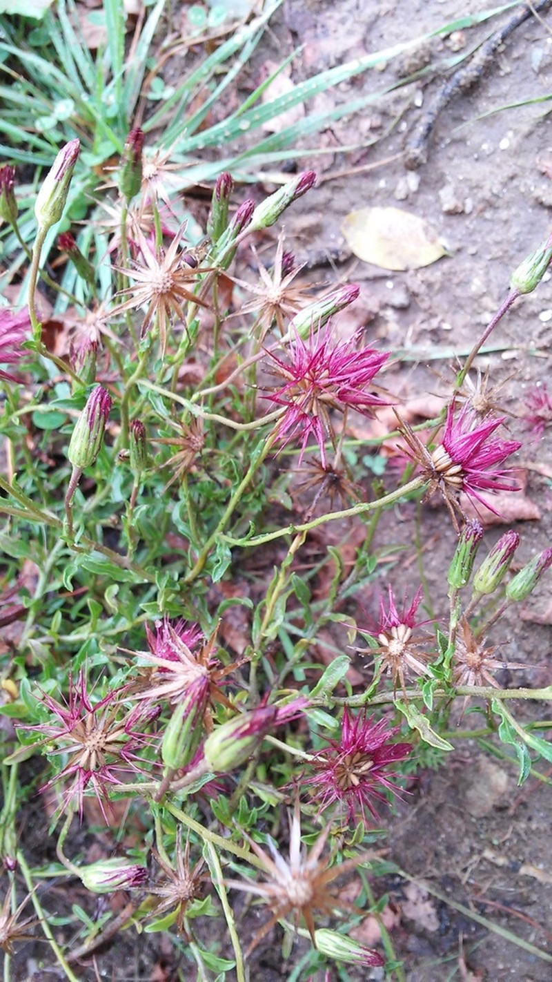 Noticastrum diffusum photo 5