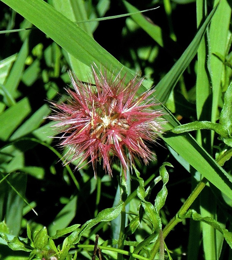 Noticastrum diffusum photo 7