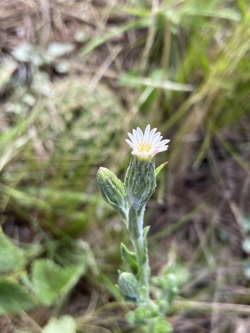 Noticastrum gnaphalioides