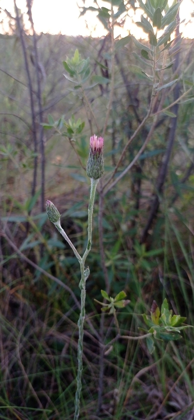 Noticastrum gnaphalioides photo 4